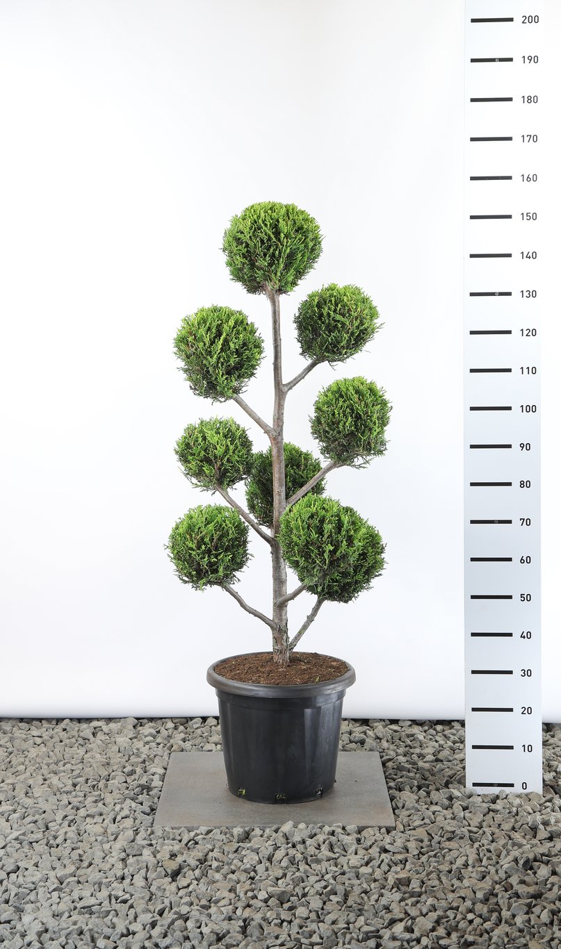 Cupressocyparis l. 'Castlewellan Gold' - 100-125 CM PonPon Cont.